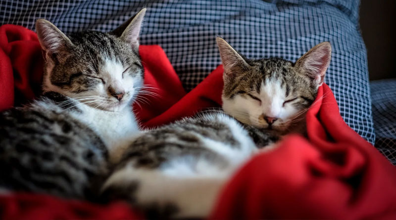 Two Cats Sleeping In a red blanket