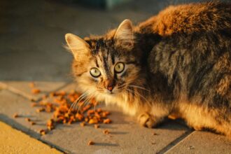 Gold cat eating