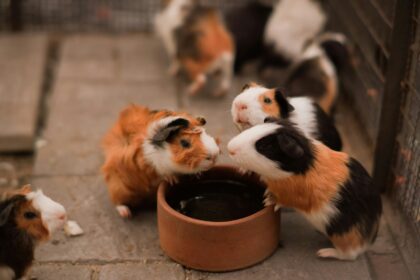 three small hamsters eating