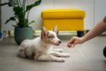 A cute dog receiving medication at a vet