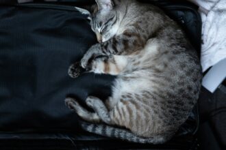 cat peacefully sleeping