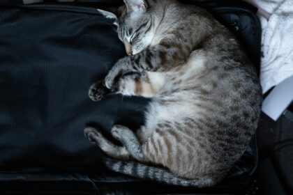 cat peacefully sleeping