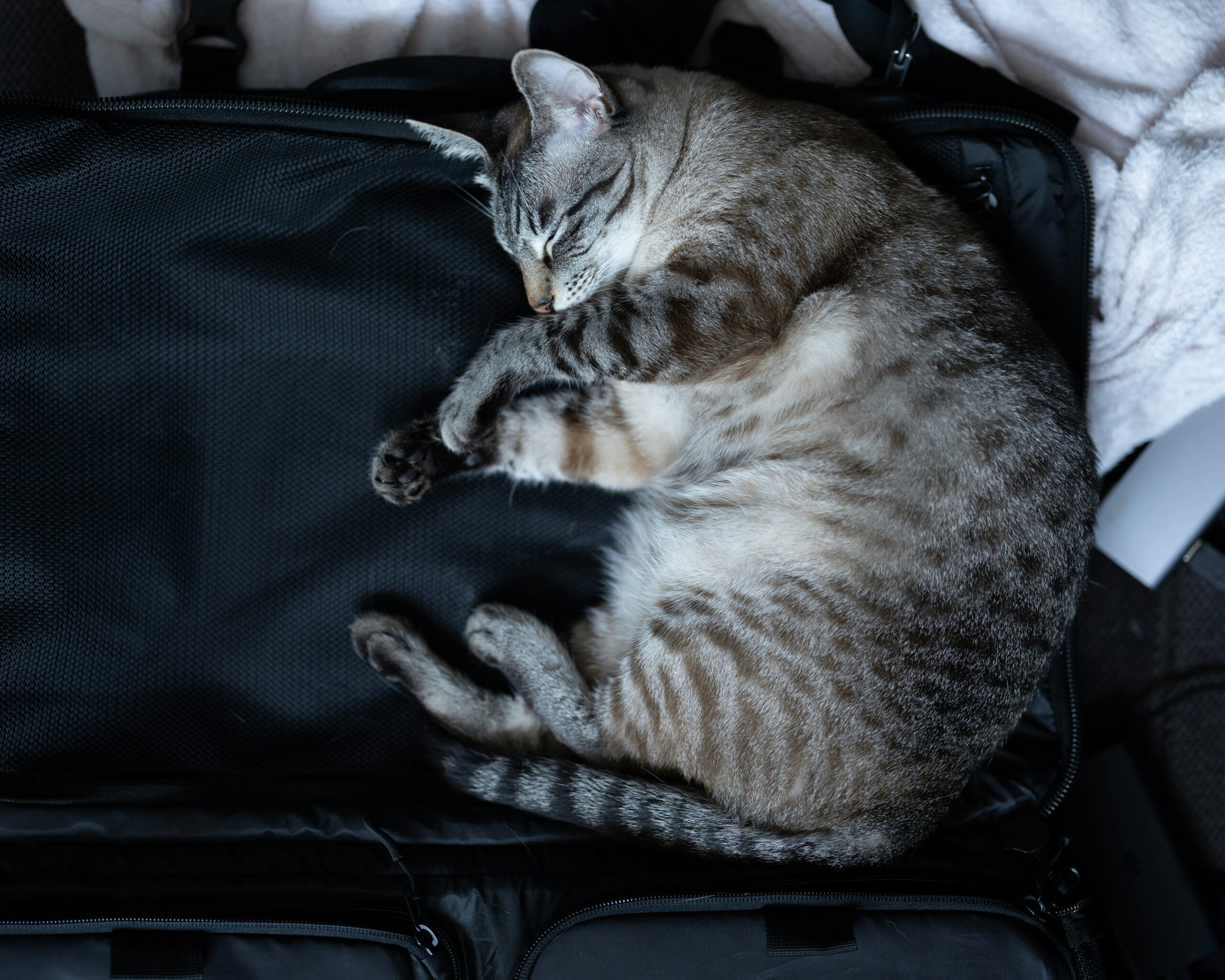 cat peacefully sleeping
