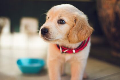 short-coated-brown-puppy-facing-right-side