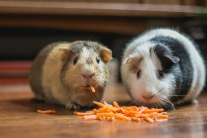 Two Hamsters Eating