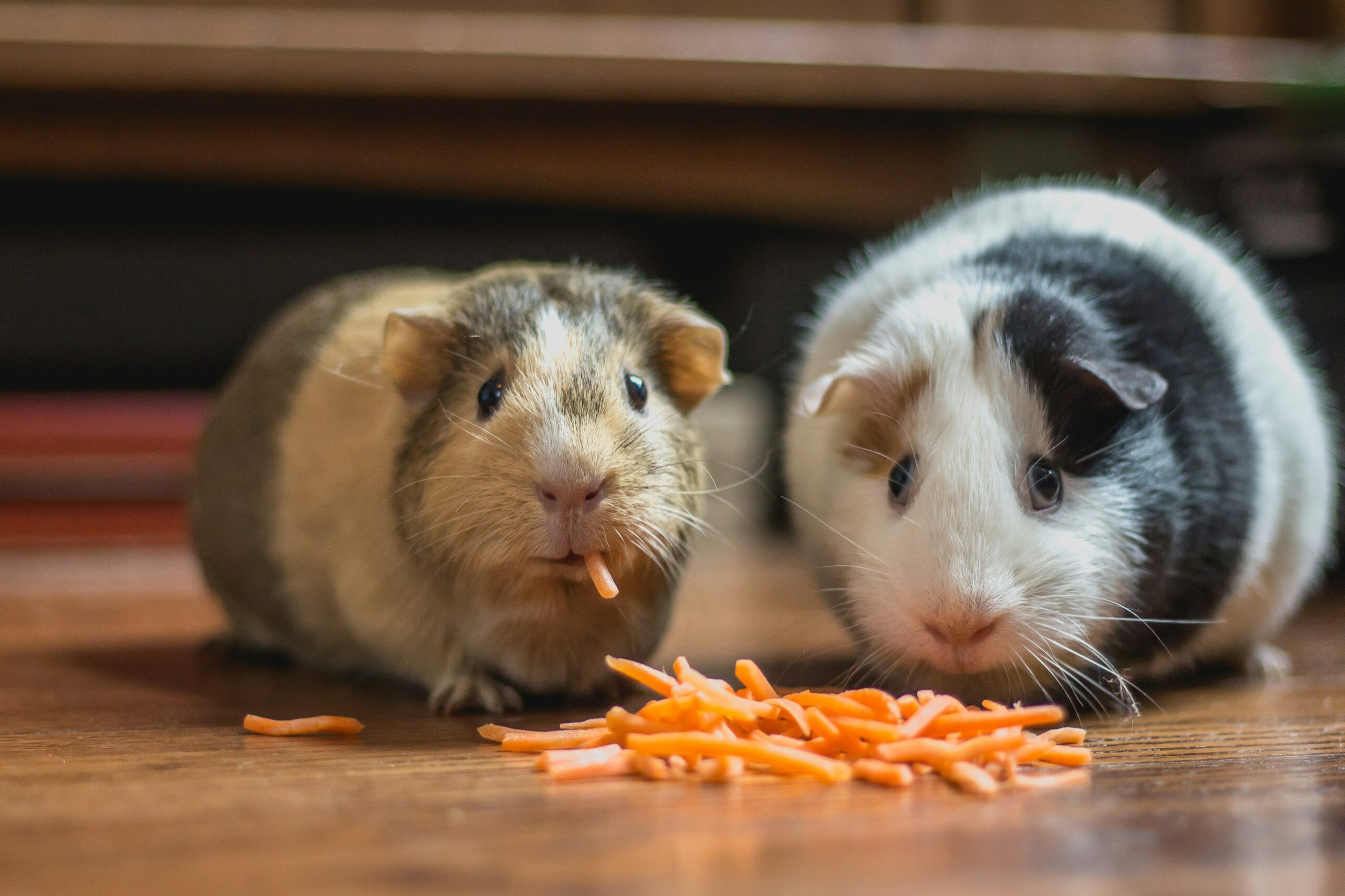 Two Hamsters Eating