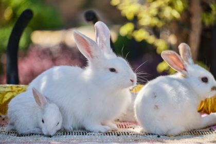 Image of three bunnies