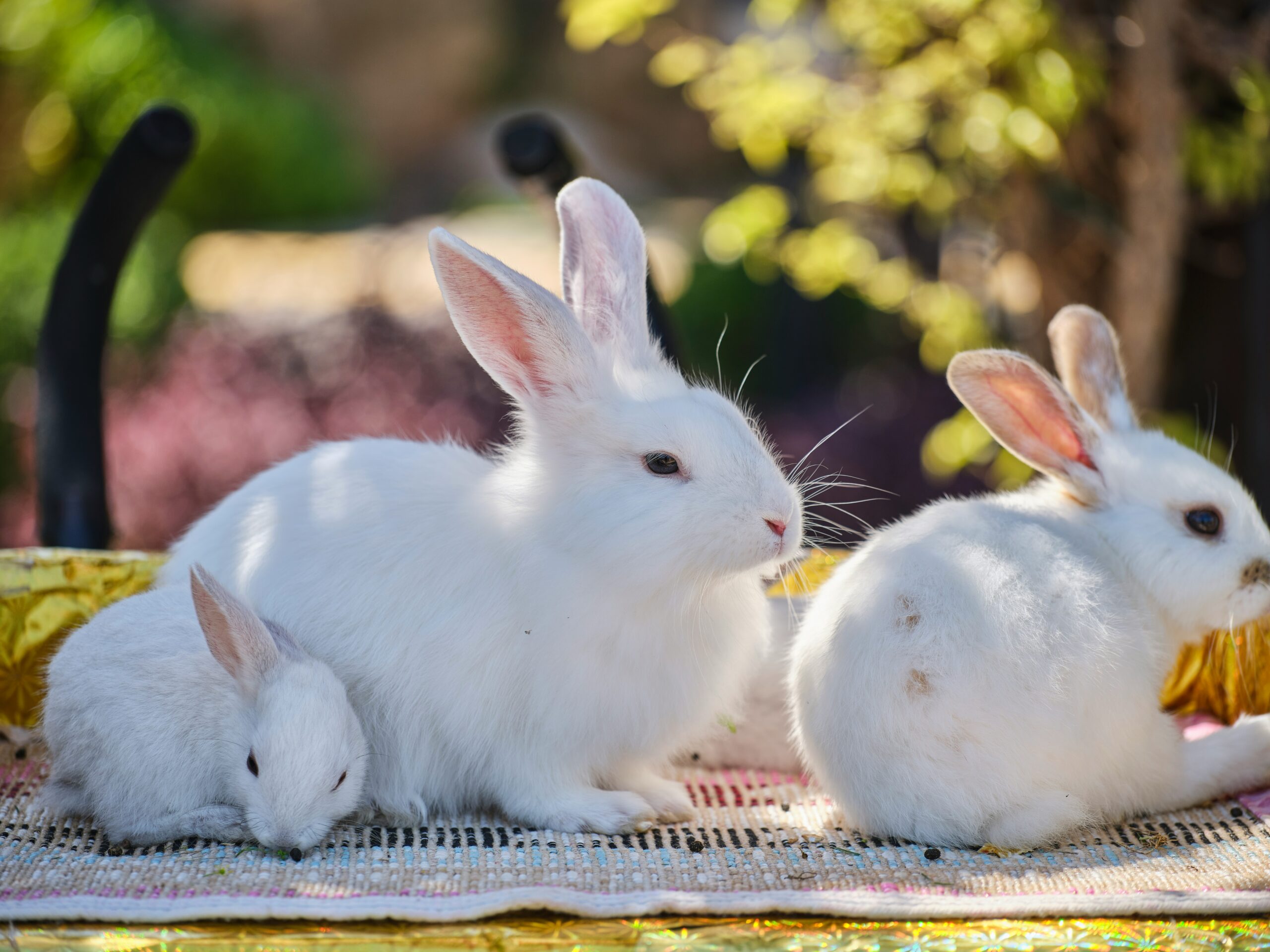 Image of three bunnies