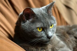 Russian Blue Cat Sitting Comfortably