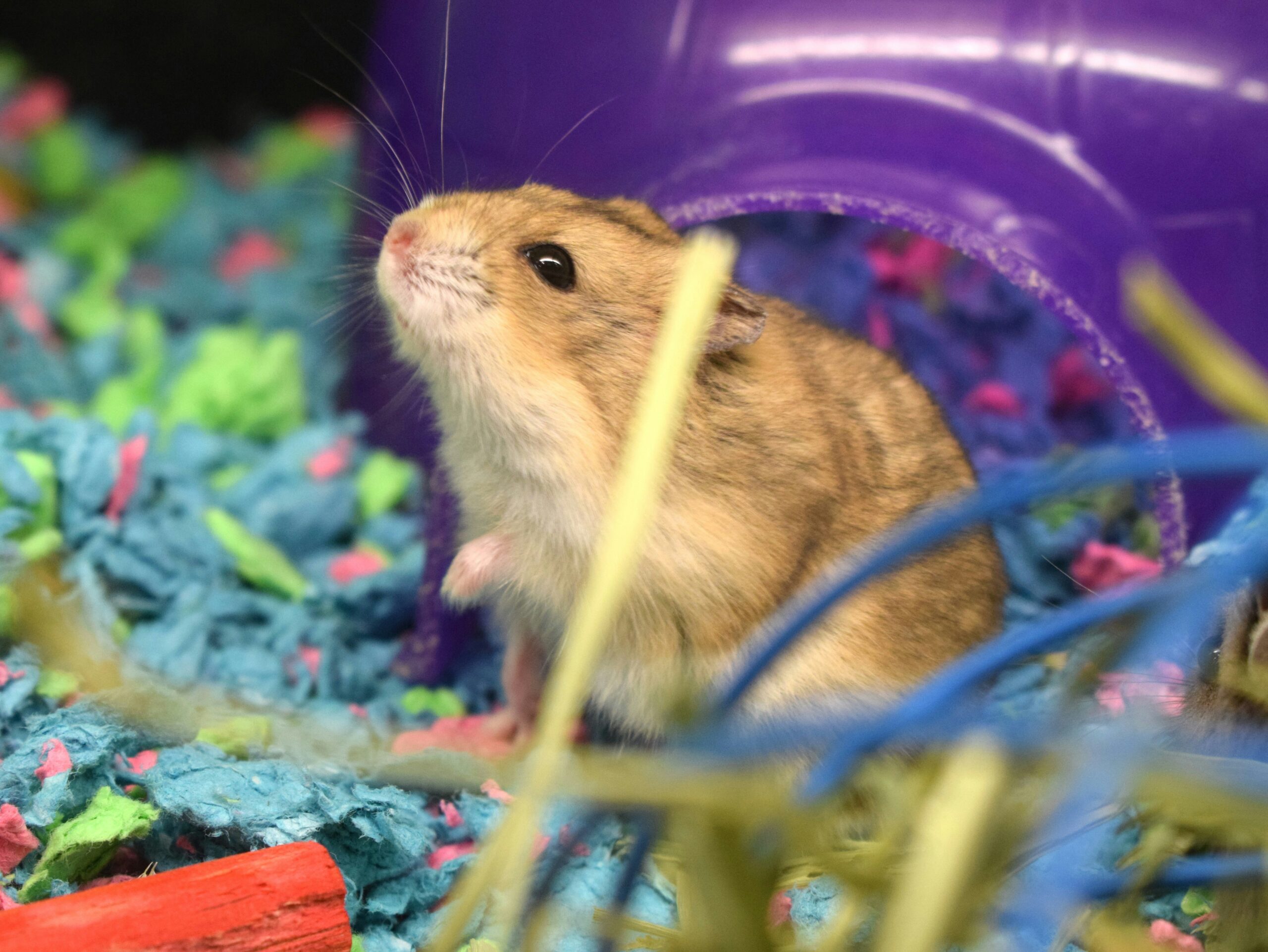 a-small-rodent-in-a-purple-ball-surrounded-by-blue-and-pink-streamers