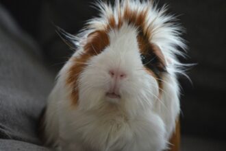 images of a guinea pig with a clean fur