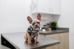 Image of a dog at a vet