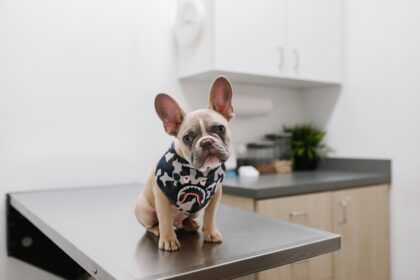Image of a dog at a vet