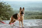 standing-tan-and-black-german-shepherd-dog