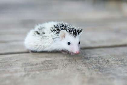 Image of a hedgehog