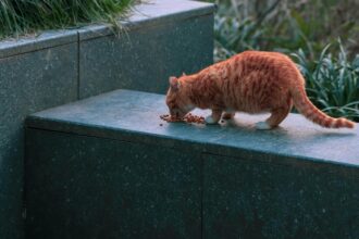 a-tabby-cat-eating-kibble