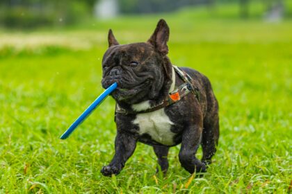 french-bulldog-playing-with-blue-frisbee-outdoors
