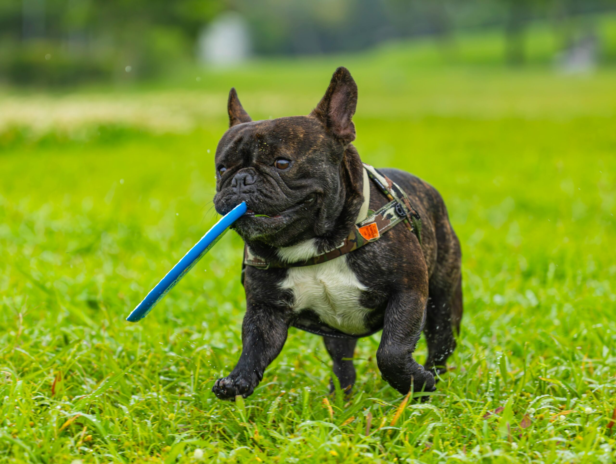 french-bulldog-playing-with-blue-frisbee-outdoors