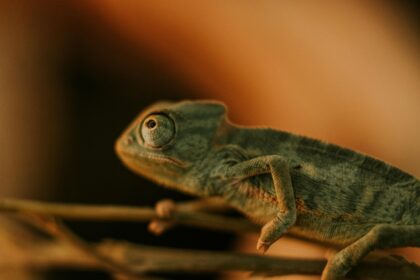 green-chameleon-on-twig