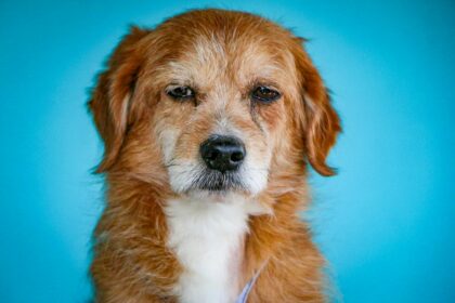 portrait-of-a-puppy