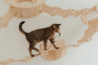 a-brown-tabby-cat-walking-on-wooden-walkway-with-a-cord-on-mouth