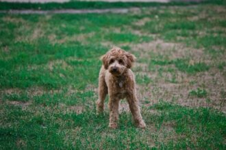 photo-of-poodle-on-grass-field