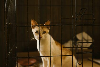 Cat inside a metal crate looking out through the bars.