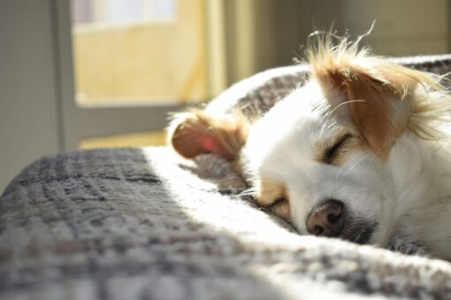 closeup-photography-of-adult-short-coated-tan-and-white-dog-sleeping-on-gray-textile-at-daytime