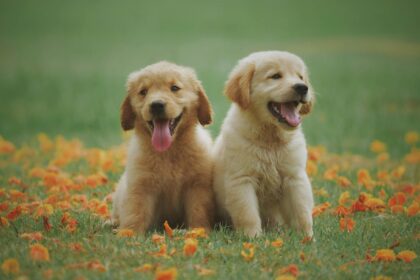small puppies ready for training