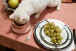 white-cat-drinking-in-a-cup