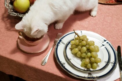 white-cat-drinking-in-a-cup
