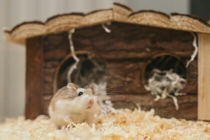 A small brown-and-white hamster standing on soft bedding in front of a wooden house with shredded paper inside, looking curious and alert.