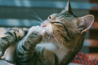brown-tabby-cat_grooming-itself