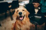 short-coated-tan-dog