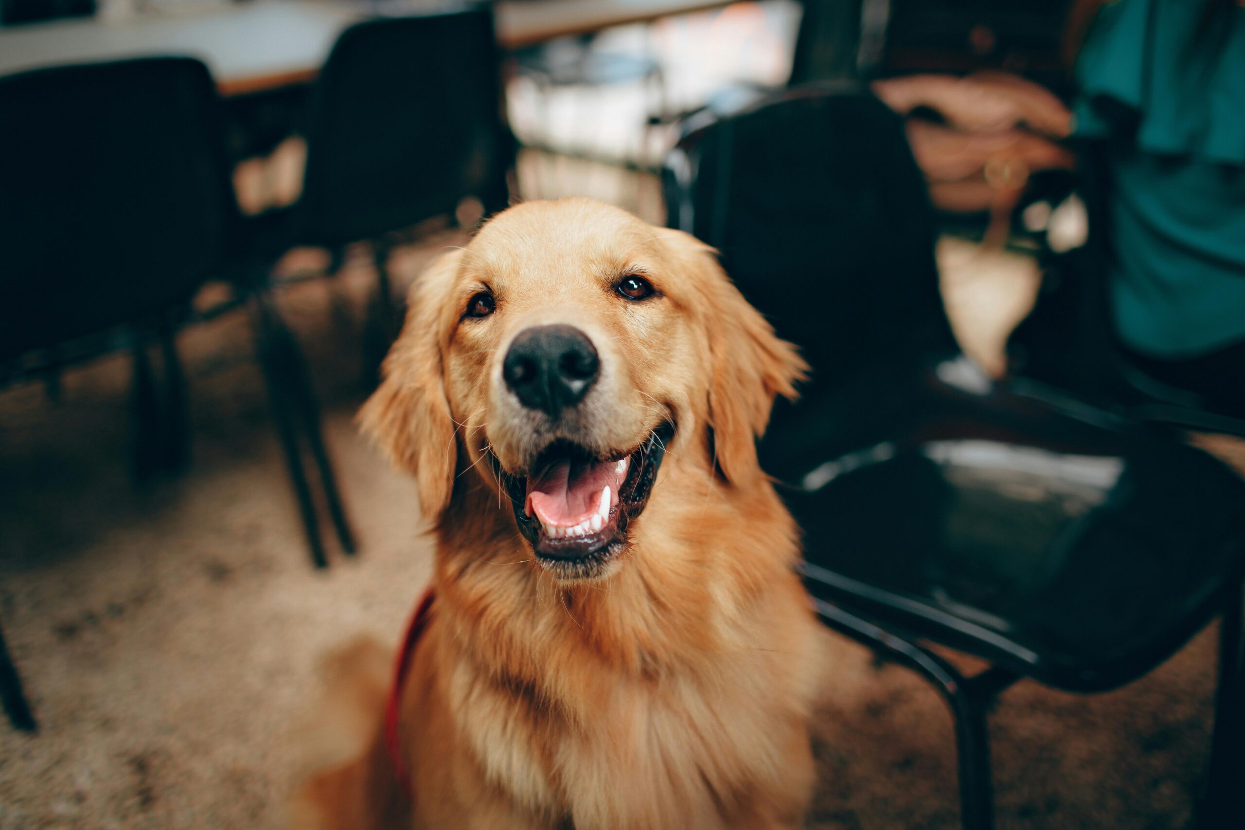 short-coated-tan-dog