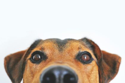 closeup-photo-of-brown-and-black-dog-face
