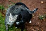 close-up-shot-of-two-tabby-cats-outside