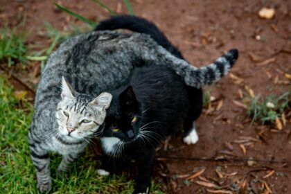 close-up-shot-of-two-tabby-cats-outside