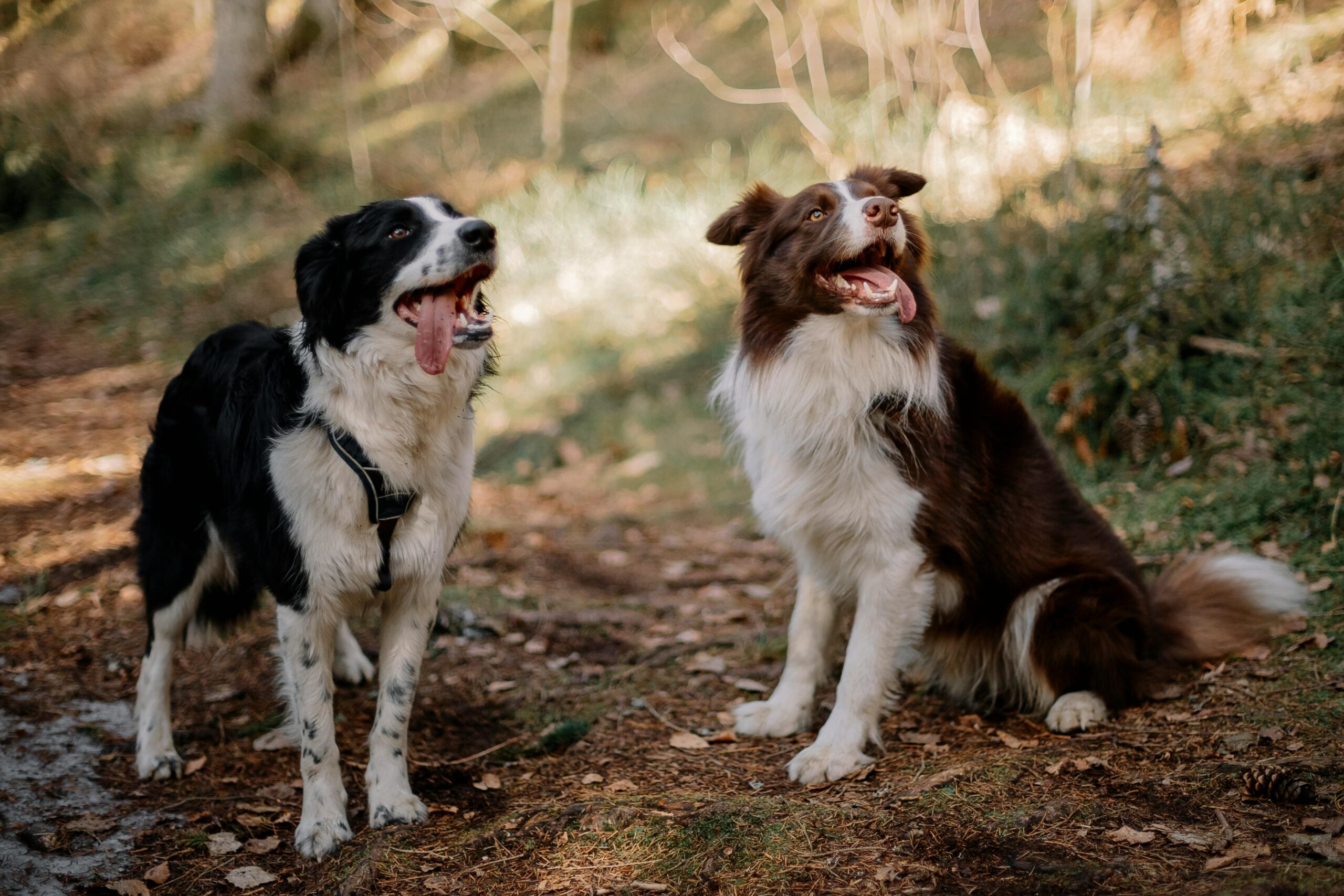 border-collie-dogs-sitting