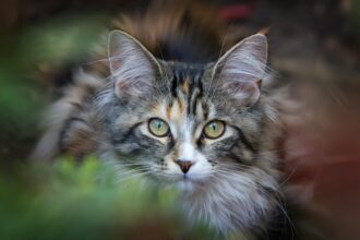 Long-haired tabby cat with green eyes in greenery