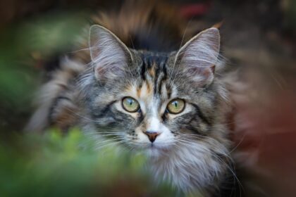Long-haired tabby cat with green eyes in greenery