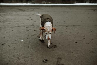 brown-and-white-short-coated-dog-walking-on-wet-sand