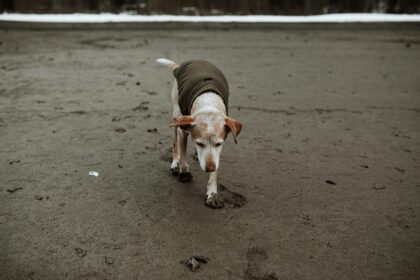 brown-and-white-short-coated-dog-walking-on-wet-sand