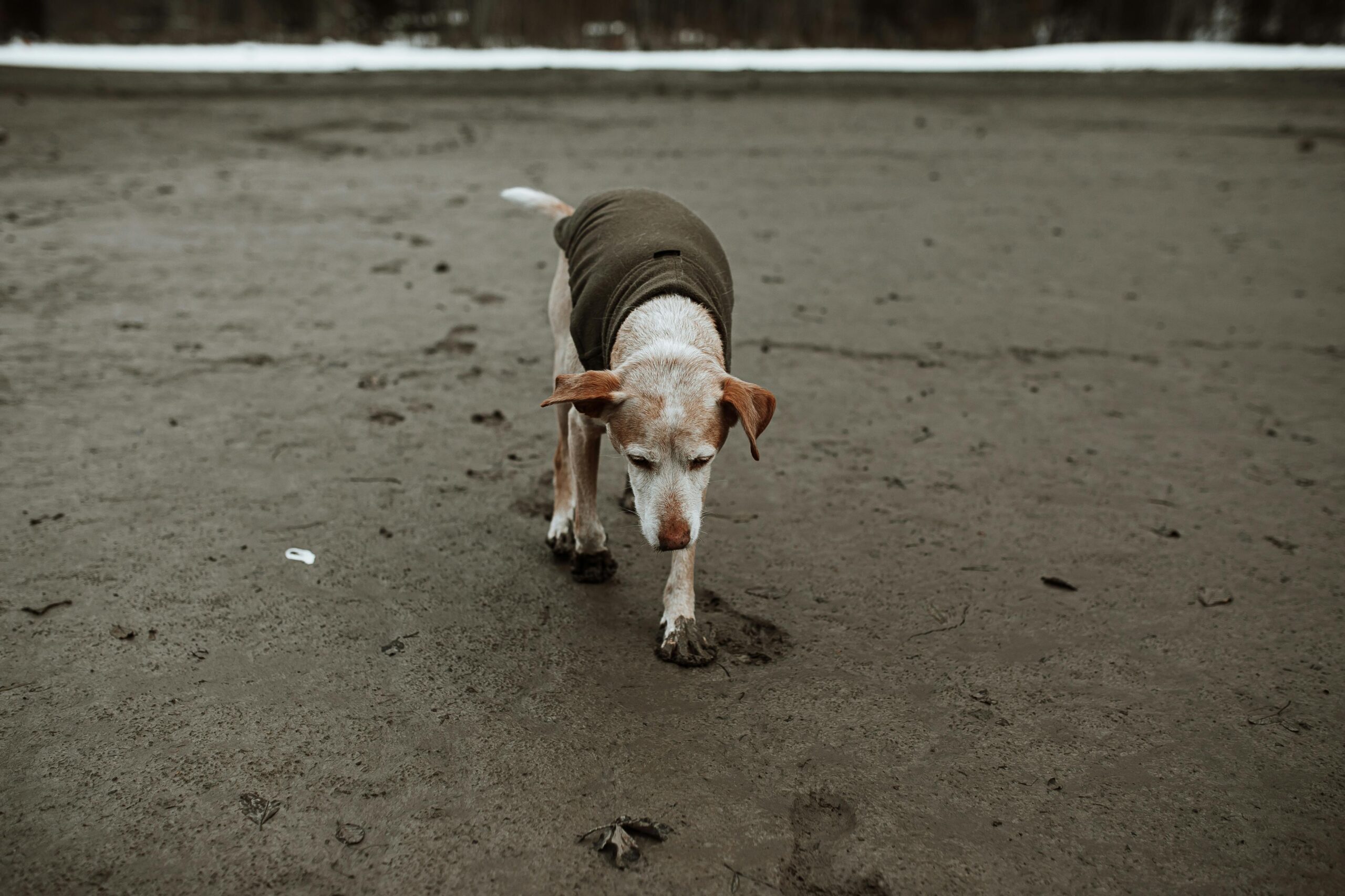 brown-and-white-short-coated-dog-walking-on-wet-sand