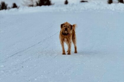 an image of a dog standing in snow