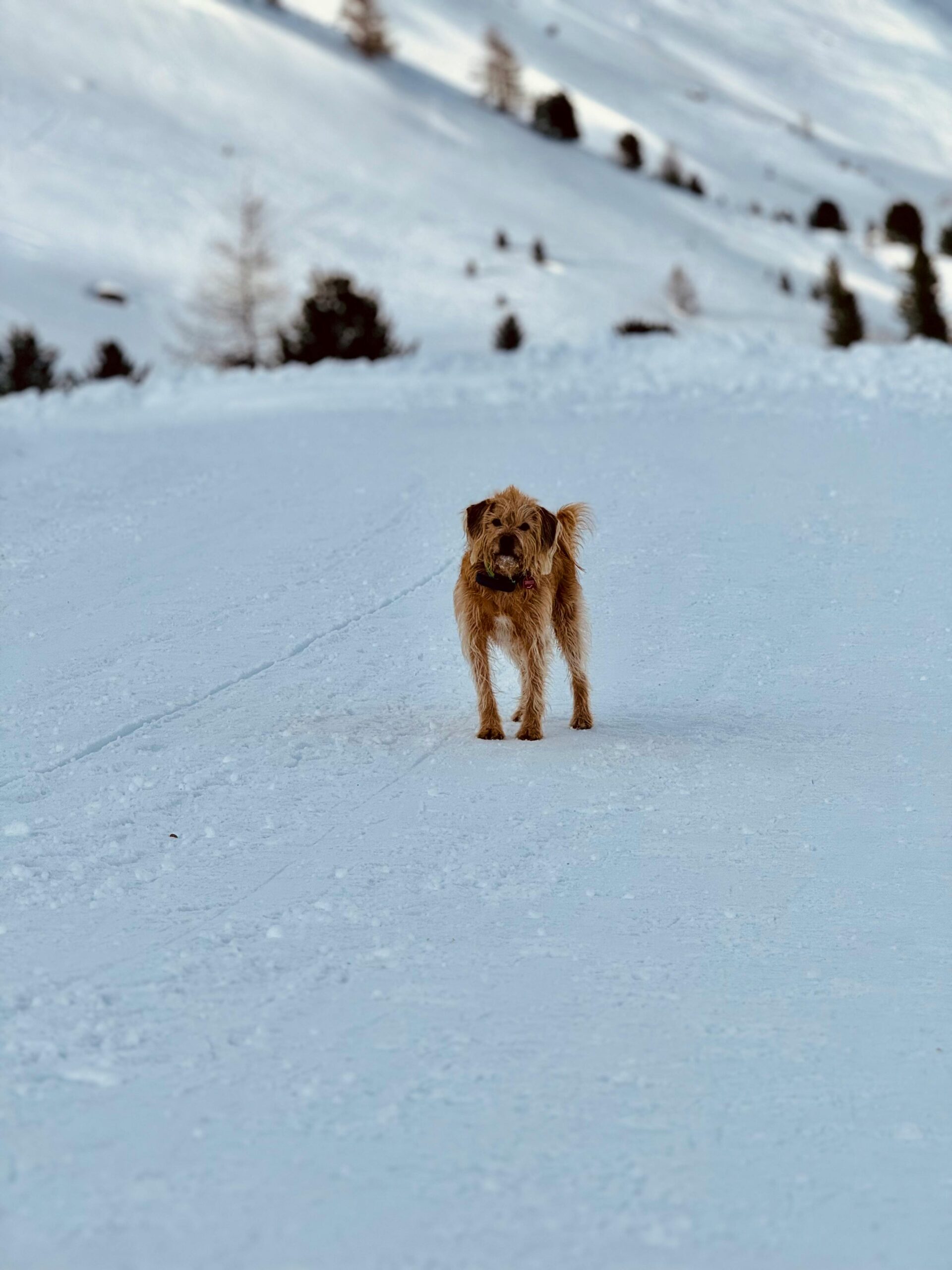 an image of a dog standing in snow