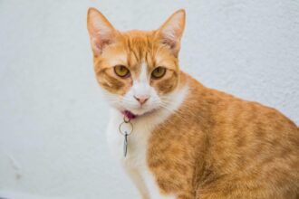 close up image of an orange cat