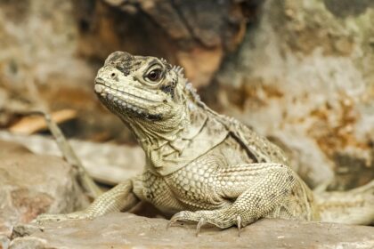 Exotic Pets