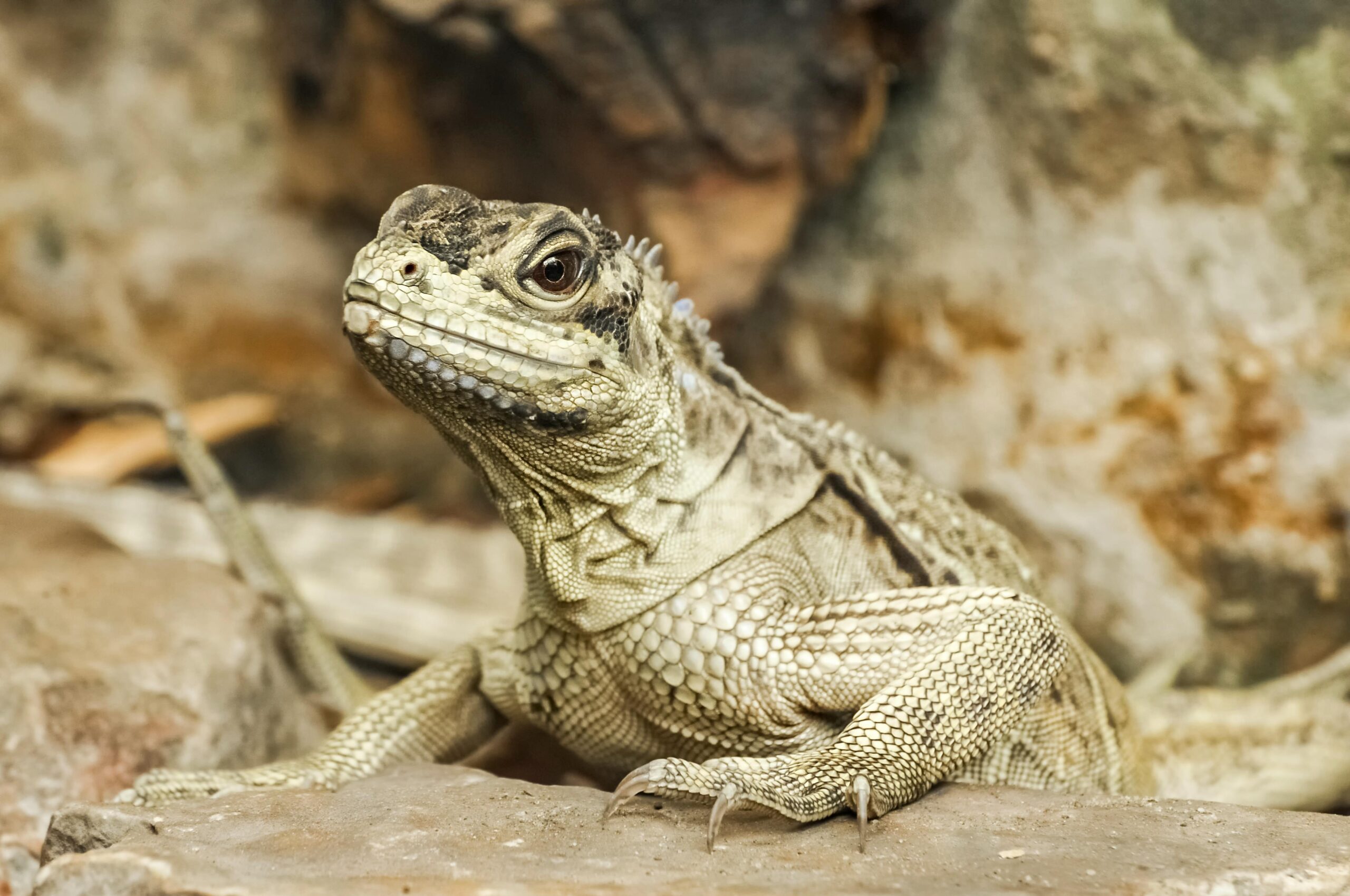 selective-focus-photo-of-an-iguana