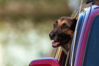 belgian-shepherd-enjoying-a-car-ride